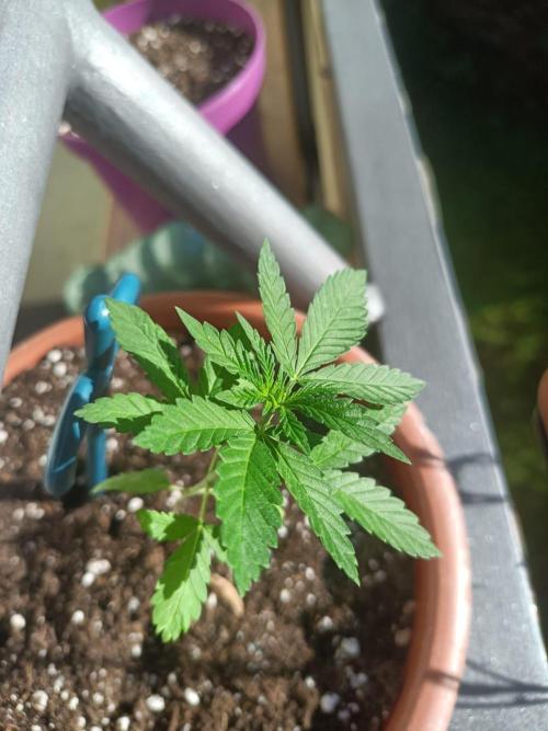 Swiss Skunk Auto Outdoor. Week 5