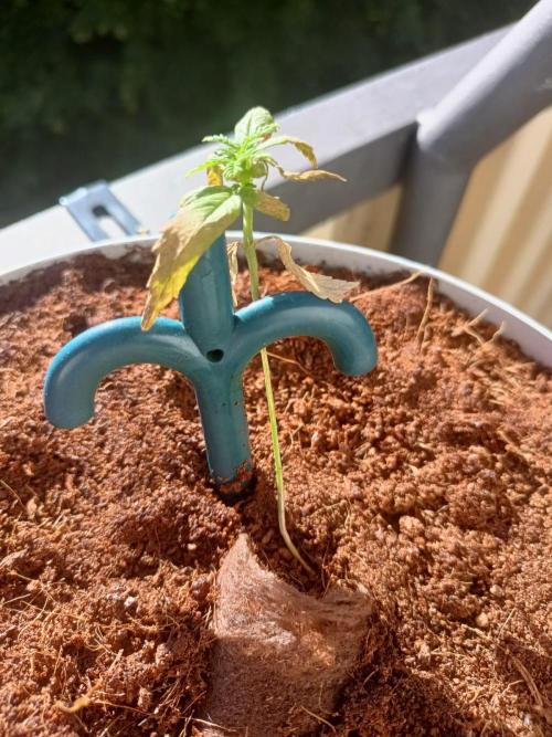Bubblegum Auto Outdoor - REKT. Week 5