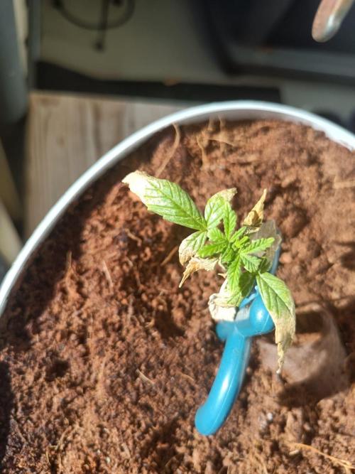Bubble Gum. Week 5