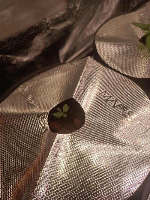 Cherry 7Up Auto DWC Indoor. Week 1