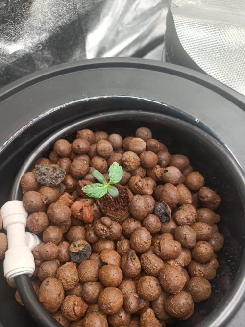 Cherry 7Up Auto DWC Indoor. Week 1