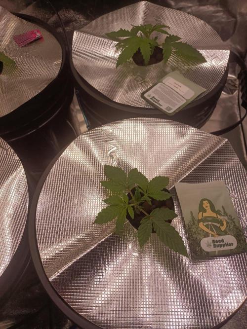 Strawberry Haze Auto DWC Indoor. Week 2