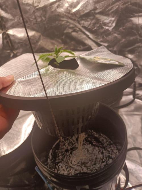 Strawberry Haze Auto DWC Indoor. Week 2