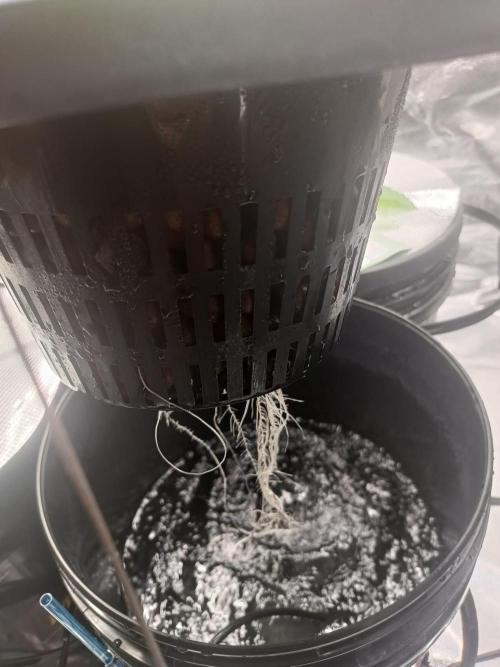 Strawberry Haze Auto DWC Indoor. Week 2