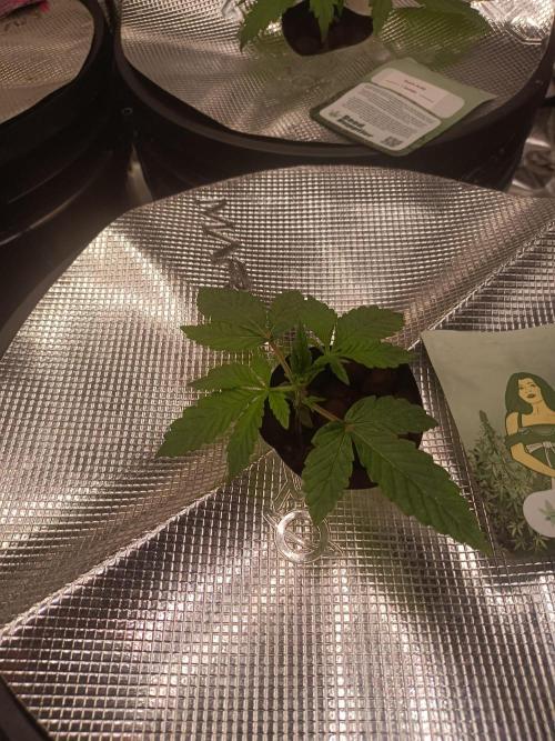 Strawberry Haze Auto DWC Indoor. Week 2