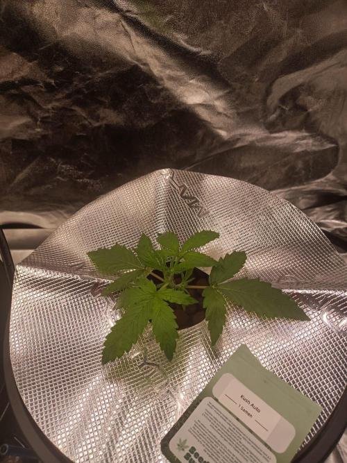 Kush Auto DWC Indoor. Week 2