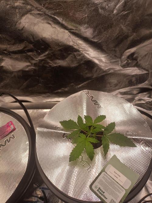Kush Auto DWC Indoor. Week 2