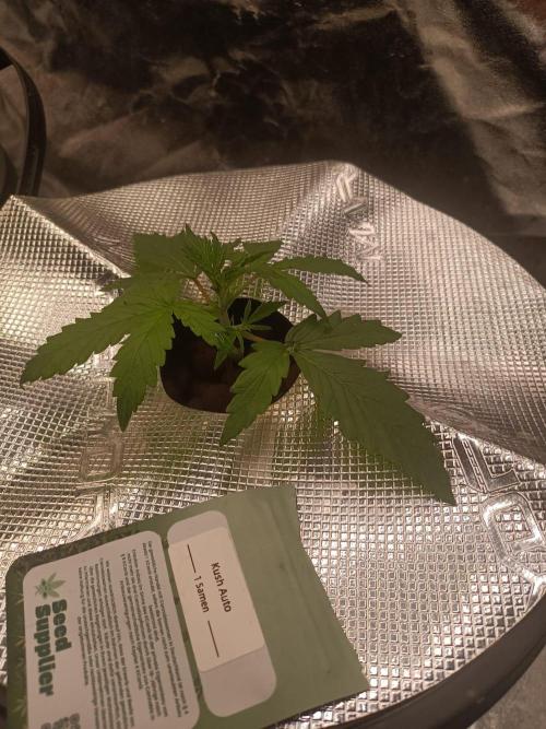 Kush Auto DWC Indoor. Week 2