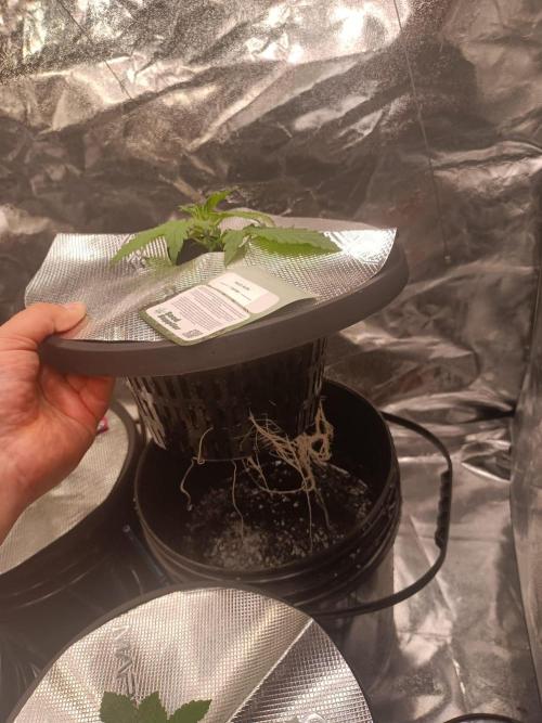 Kush Auto DWC Indoor. Week 2