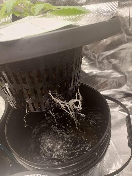 Kush Auto DWC Indoor. Week 2