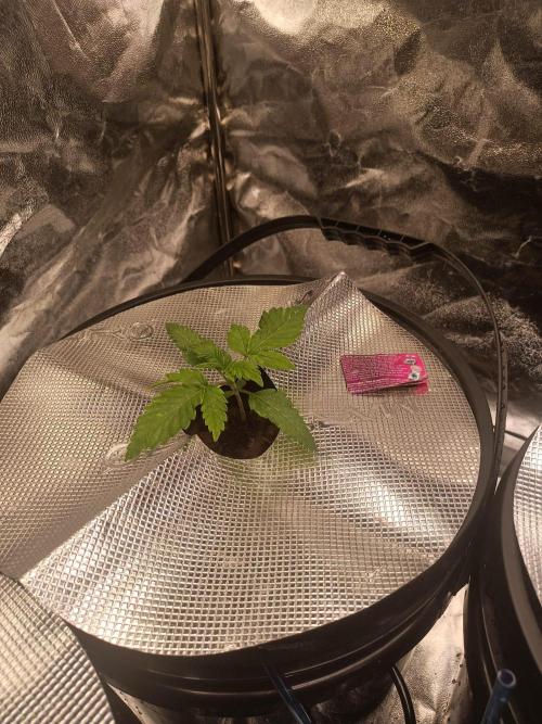Apple Fritter Auto DWC Indoor. Week 2