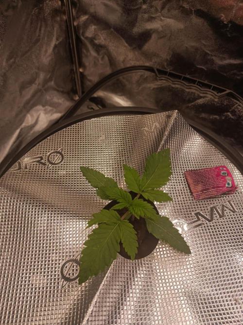 Apple Fritter Auto DWC Indoor. Week 2