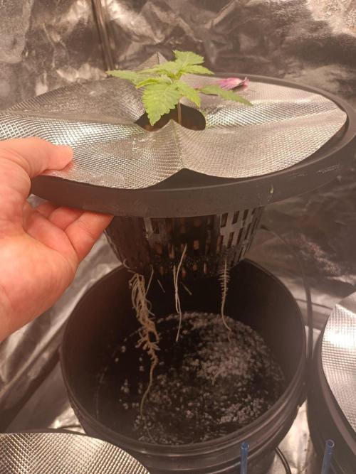 Apple Fritter Auto DWC Indoor. Week 2