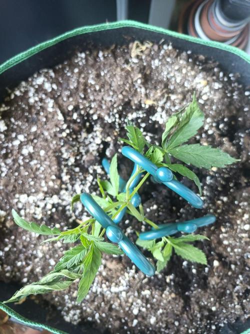 Northern Lights Outdoor. Week 6