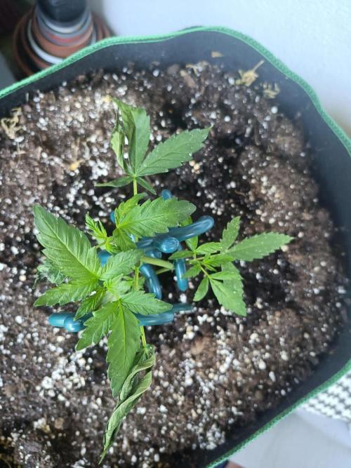 Northern Lights Outdoor. Week 6