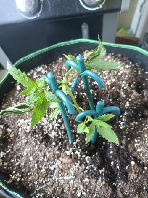 Northern Lights. Week 6