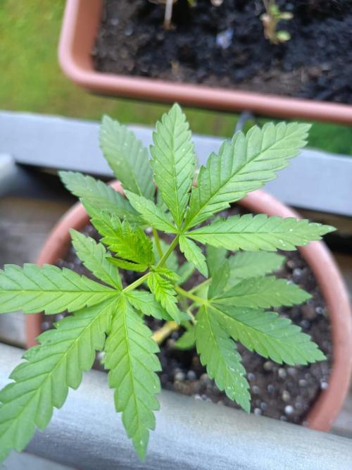 Swiss Skunk Auto Outdoor. Week 6