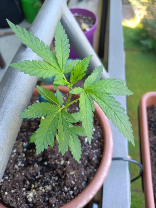 Swiss Skunk Auto Outdoor. Week 6