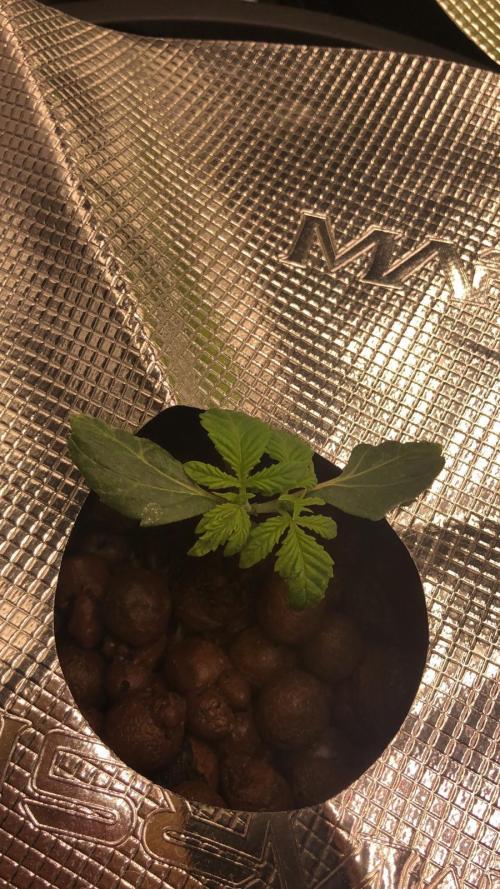 Cherry 7Up Auto DWC Indoor. Week 2