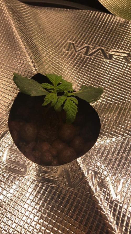 Cherry 7Up Auto DWC Indoor. Week 2