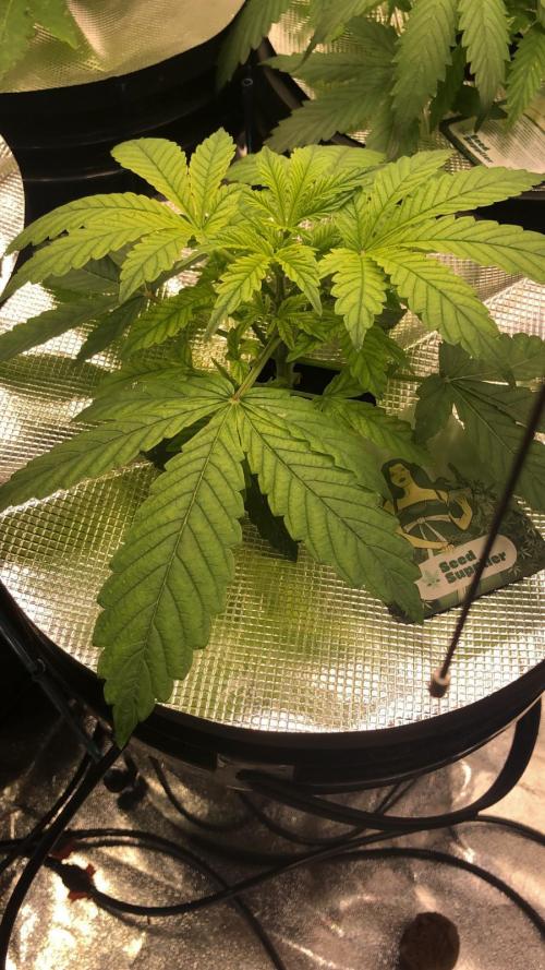 Strawberry Haze Auto DWC Indoor. Week 3