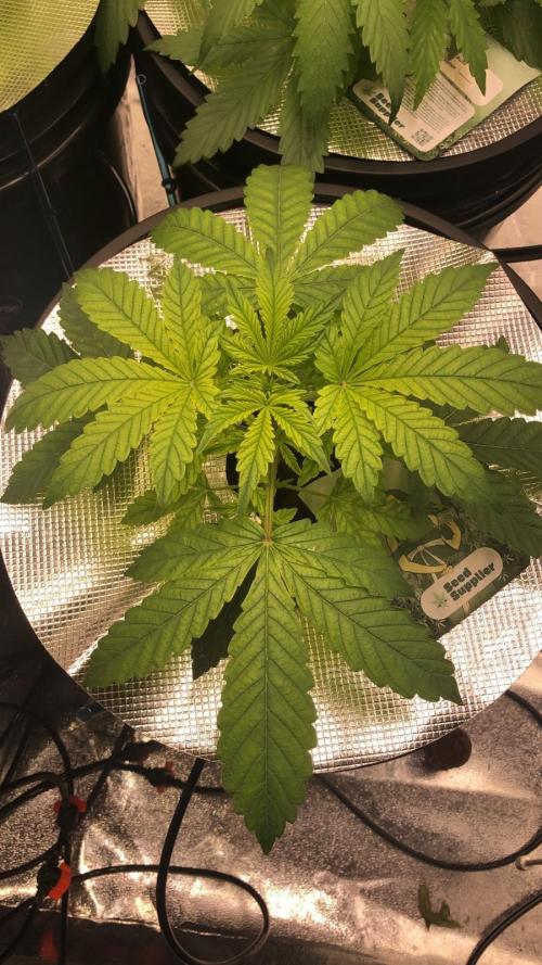 Strawberry Haze Auto DWC Indoor. Week 3