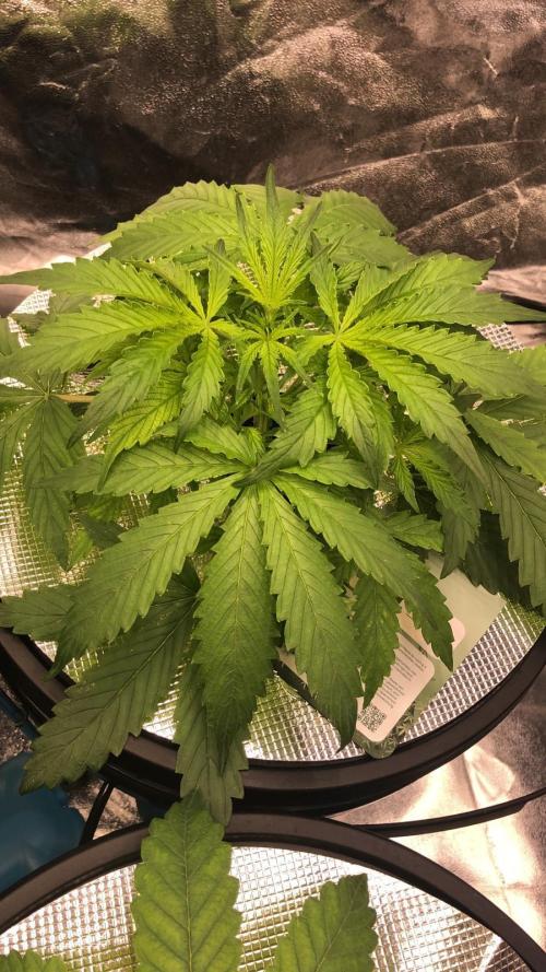 Kush Auto DWC Indoor. Week 3