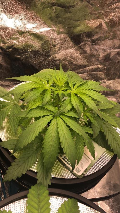 Kush Auto DWC Indoor. Week 3
