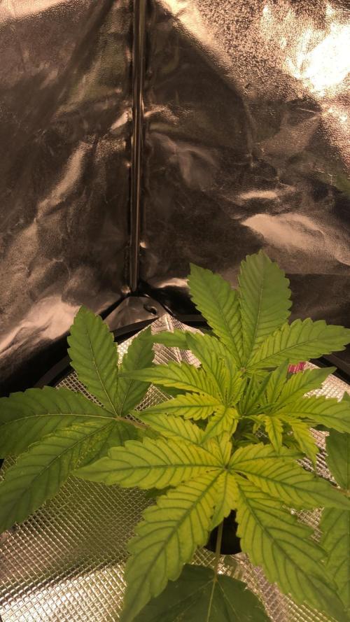 Apple Fritter Auto DWC Indoor. Week 3