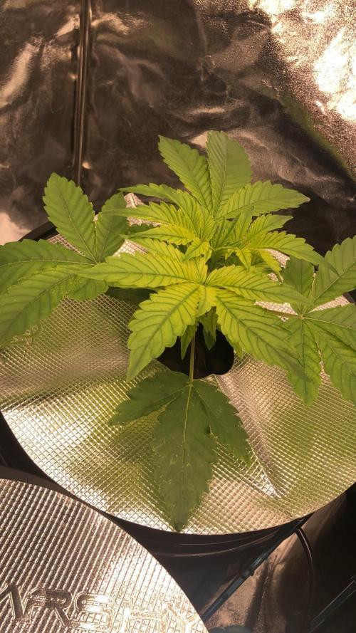 Apple Fritter Auto DWC Indoor. Week 3