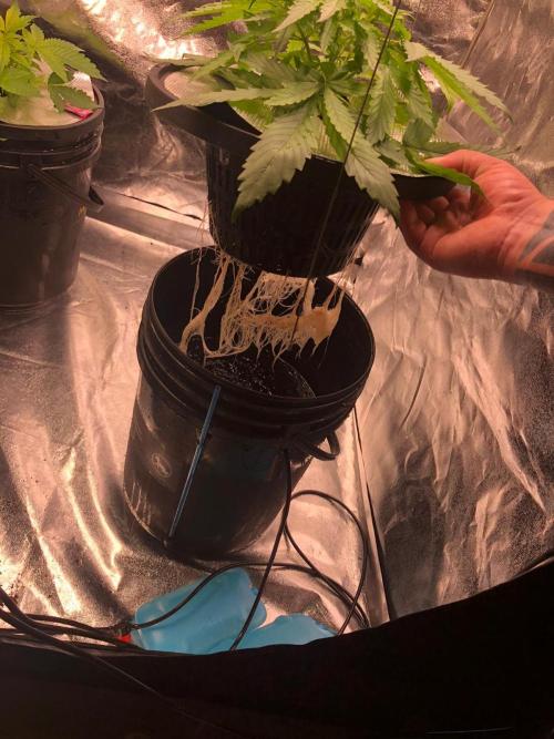 Kush Auto DWC Indoor. Week 3