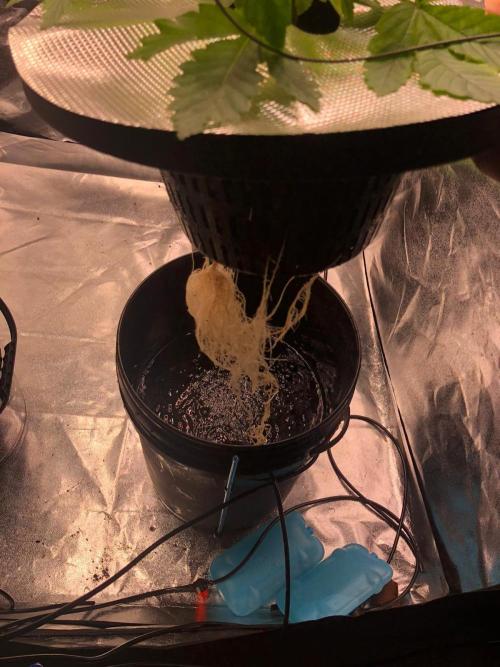 Apple Fritter Auto DWC Indoor. Week 3