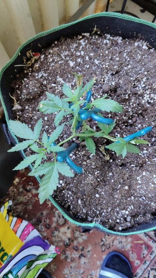 Northern Lights Outdoor. Week 7