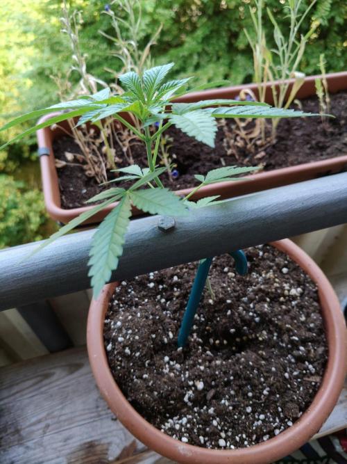 Swiss Skunk Auto Outdoor. Week 7