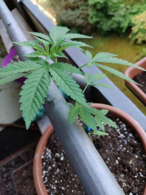 Swiss Skunk Auto Outdoor. Week 7