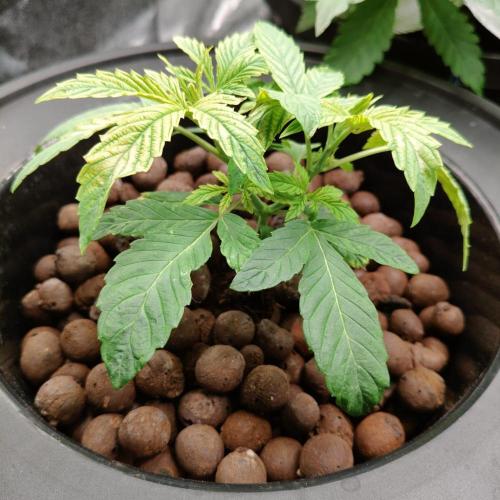 Cherry 7Up Auto DWC Indoor. Week 3