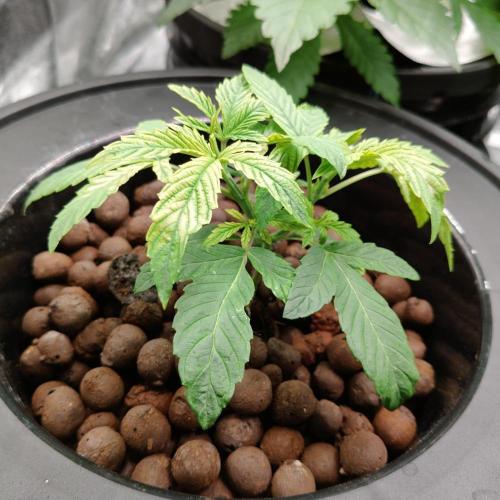Cherry 7Up Auto DWC Indoor. Week 3