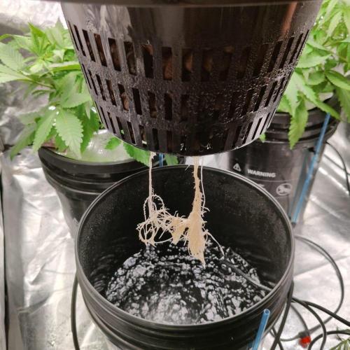 Cherry 7Up Auto DWC Indoor. Week 3