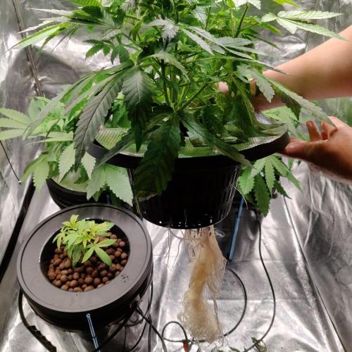 Strawberry Haze Auto DWC Indoor. Week 4