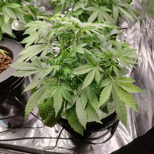 Strawberry Haze Auto DWC Indoor. Week 4