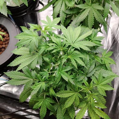 Strawberry Haze Auto DWC Indoor. Week 4