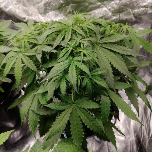 Kush Auto DWC Indoor. Week 4