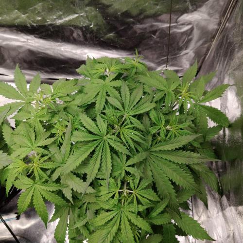 Kush Auto DWC Indoor. Week 4