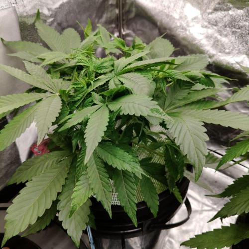 Apple Fritter Auto DWC Indoor. Week 4