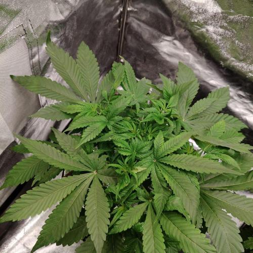 Apple Fritter Auto DWC Indoor. Week 4