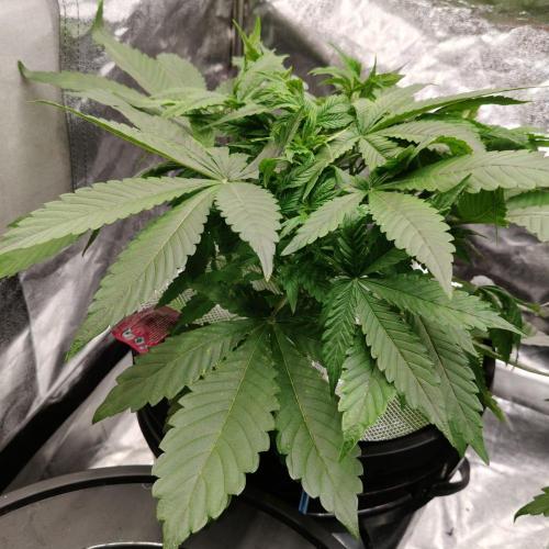 Apple Fritter Auto DWC Indoor. Week 4