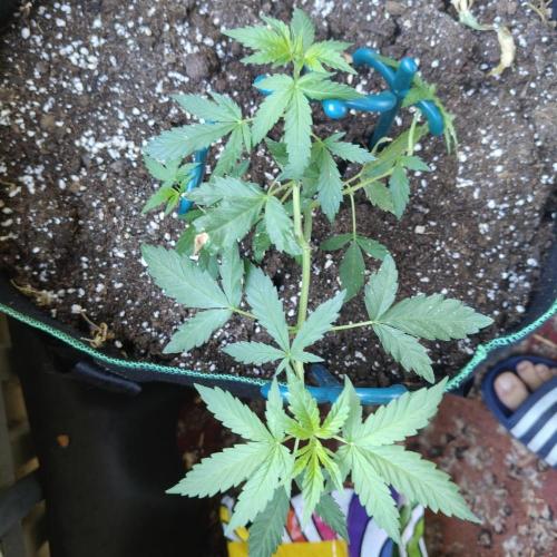 Northern Lights Outdoor. Week 8