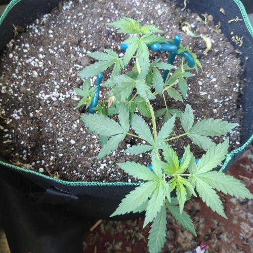 Northern Lights Outdoor. Week 8