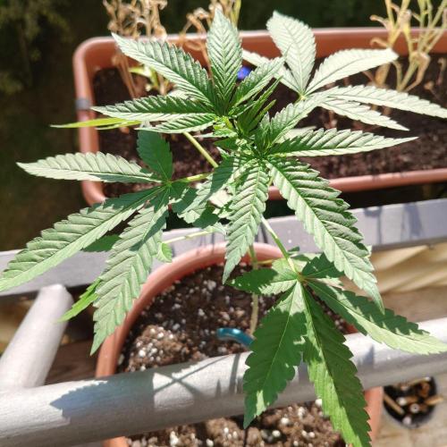 Swiss Skunk Auto Outdoor. Week 8