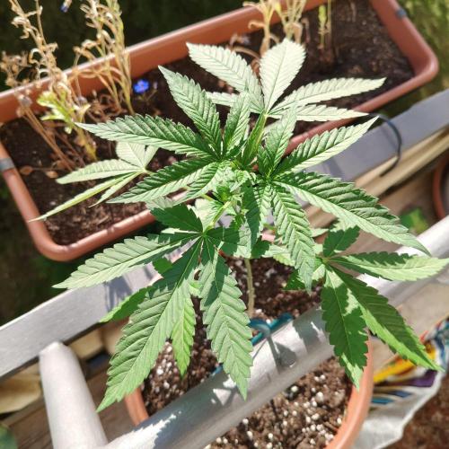 Swiss Skunk. Week 8